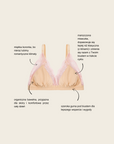 HARMONY BRALETTE - BRALETKA Z BAWEŁNY ORGANICZNEJ